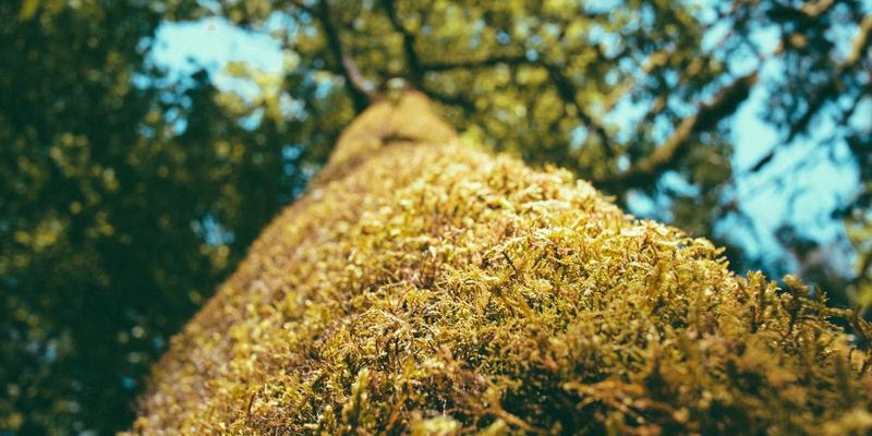 从告警风暴到智能预测：后端开发者实践AIOps与故障预测模型