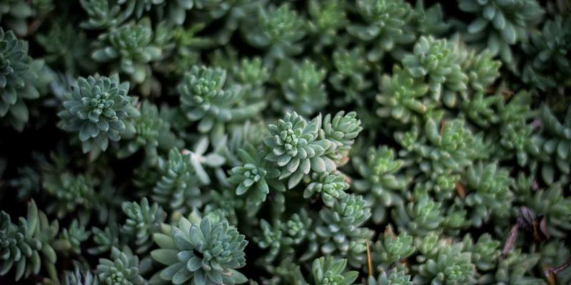 网络技术85:编程资源与前端开发的融合演进